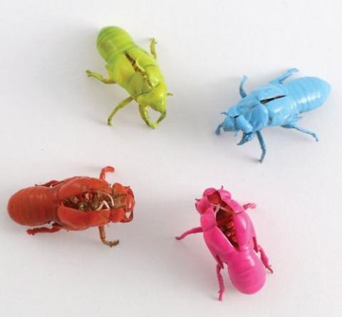 Four cicada exoskeletons painted green, blue, pink, and orange.