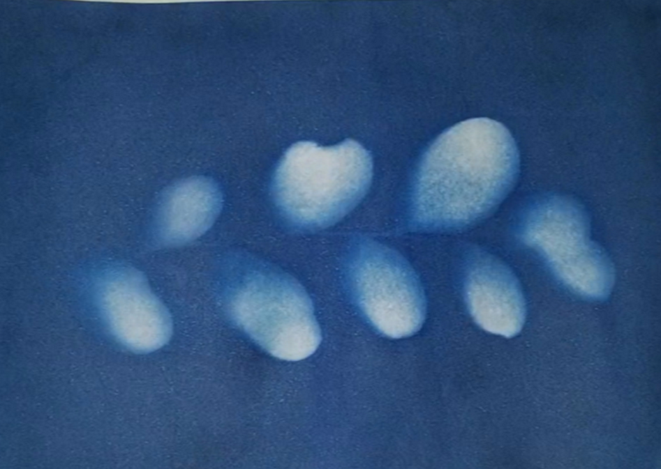 Cyanotype Prints